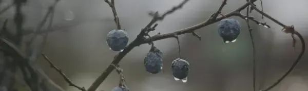 Декор Kerama Marazzi OS\A120\9016 Тракай 8 глянцевый 8,5x28,5 - фото 1