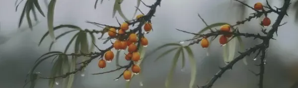 Декор Kerama Marazzi OS\A119\9016 Тракай 7 глянцевый 8,5x28,5 - фото 1