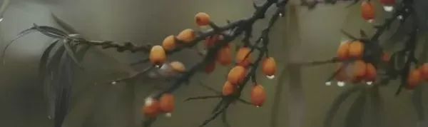 Декор Kerama Marazzi OS\A118\9016 Тракай 6 глянцевый 8,5x28,5 - фото 1