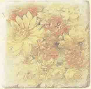 Inserto Ottocento Botticino S/3 10x10 (Ромашки) inserto ottocento botticino s/3 10x10 (ромашки) 1511014-240-02240-1