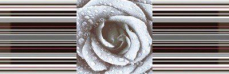 Absolut Keramika DECOR ROSE 02